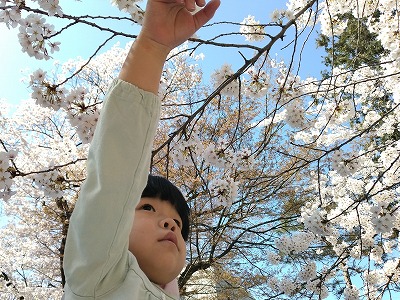 0412hanami12 0412hanami12