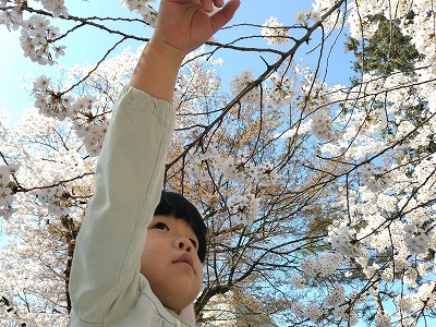 0412hanami12