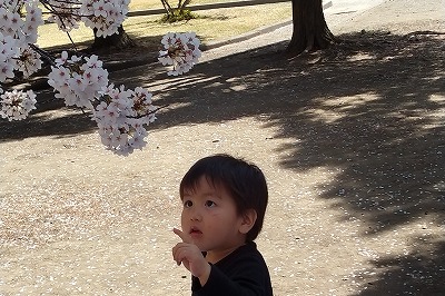 0412hanami15 0412hanami15