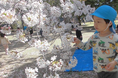 0412hanami22