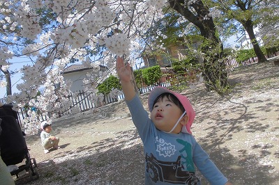 0412hanami27 0412hanami27