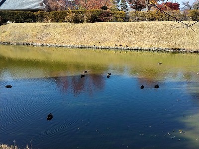 かも8 1077d689a79c6d3e066cbc60a79a613f