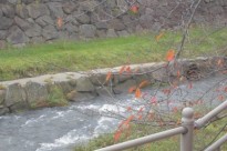 かわ6 2913ce2d86e13cbb17a5904610621309