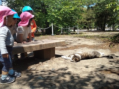 ねこ5 315e93907059459ed6d1357f41c09945