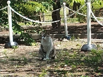 ねこ2 57dc459d18f87ad3f428852ecf0305bc