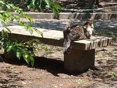 ねこ9 61f9648aa5bdba7dc326aaa1b54697cc