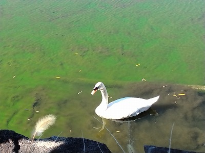 白鳥2 8e2631347ef98183b000793f7f123df0
