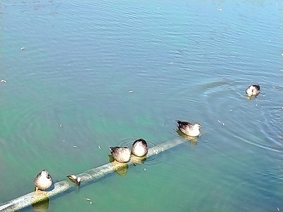 白鳥5 a8299287d140e41e52052eea2994002d
