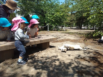 ねこ4 e6a6bbac27ecb4a1ffaacdf21e8902ec