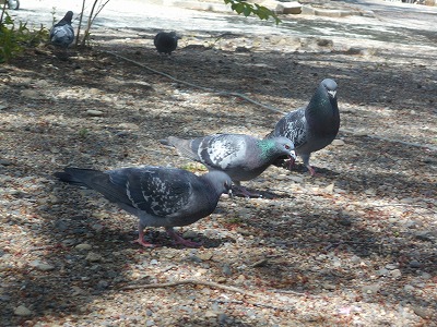 img_kids_poppo015 img_kids_poppo015