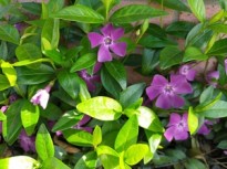 img_service_hana1 img_service_hana1